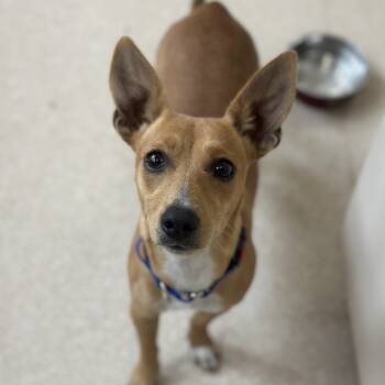 Rescue Chihuahua Dogs for Adoption in Kanab, Utah - Salsa | PetCurious
