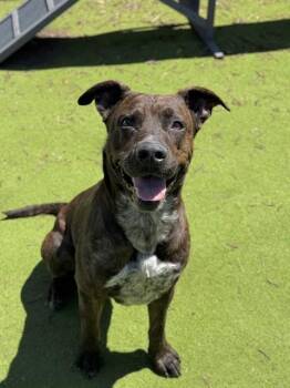 Staffordshire Bull Terrier Dogs Available for Adoption in Sugar Land, Texas - DUKE | PetCurious