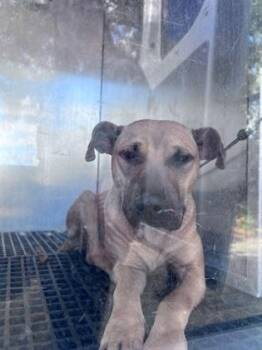Sadie - 1 -  Pit Bull Terrier and Mixed Breed Dog for Adoption in Daytona Beach, Florida - Sadie - 1 | PetCurious