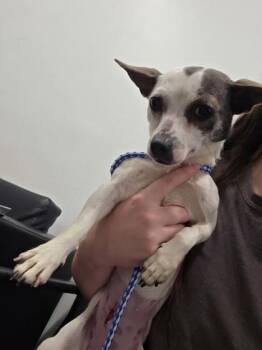 Shelby -  Chihuahua and Mixed Breed Dog for Adoption in West Chester, Pennsylvania - Shelby | PetCurious