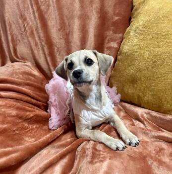 Luna -  Chihuahua and Spaniel Dog for Adoption in Corona, California - Luna | PetCurious