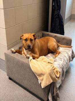 SKYE -  Pit Bull Terrier Dog for Adoption in Leesburg, Virginia - SKYE | PetCurious