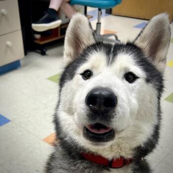 Glacier -  Siberian Husky Dog for Adoption in Sioux City, Iowa - Glacier | PetCurious