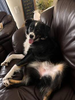 Ella -  Australian Shepherd Dog Available for Adoption in Dallas, Texas - Ella | PetCurious