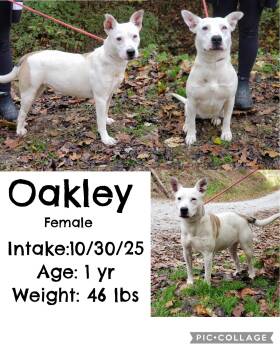 Rescue Terrier Dogs for Adoption in Staffordsville, Kentucky - Oakley | PetCurious