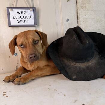 Dachshund and Hound Dogs Available for Adoption in Atlanta, Texas - Burt | PetCurious