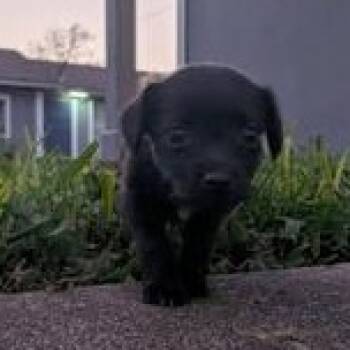 Midnight -  Chihuahua Dog for Adoption in Liverpool, Texas - Midnight | PetCurious
