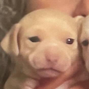 Rescue Chihuahua and Mixed Breed Dogs for Adoption in Rockville, Maryland - Pierogi | PetCurious