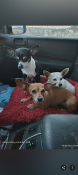 Little Bit  -  Chihuahua Dog for Adoption in Kingman, Arizona - Little Bit  | PetCurious