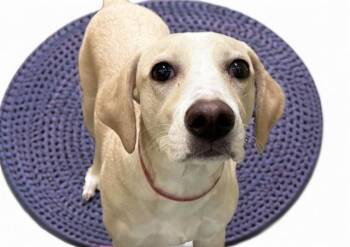 ASPEN -  Labrador Retriever and Mixed Breed Dog for Adoption in Fort Lauderdale, Florida - ASPEN | PetCurious