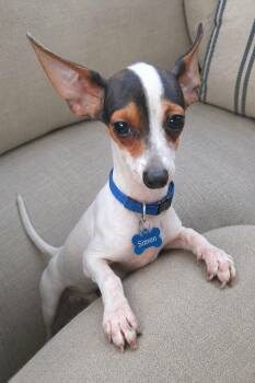 SIMON -  Chihuahua and Chiweenie Dog for Adoption in Grand Prairie, Texas - SIMON | PetCurious