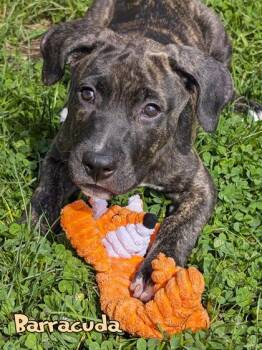 Barracuda (in foster) -  Pit Bull Terrier and Mixed Breed Dog for Adoption in Mason, Michigan - Barracuda (in Foster) | PetCurious