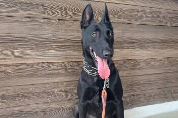 Rescue Belgian Shepherd Malinois Dogs for Adoption in Newport Beach, California - Wednesday | PetCurious