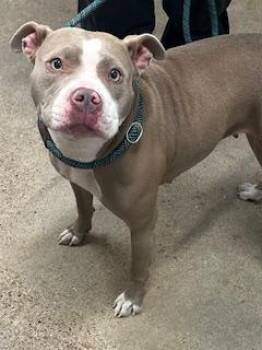 Fantasy -  Pit Bull Terrier Dog for Adoption in Cleveland, Ohio - Fantasy | PetCurious