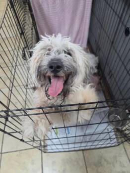 Will Wheaton -  Wheaten Terrier Dog for Adoption in El Centro, California - Will Wheaton | PetCurious