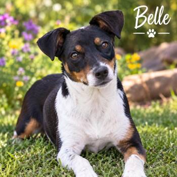 BELLE (Sweet, Affectionate, Loyal, Playful, Great Cuddler, Loves -  Jack Russell Terrier and Australian Shepherd Dog for Adoption in Houston, Texas - BELLE (Sweet, Affectionate, Loyal, Playful, Great Cuddler, Loves | PetCurious