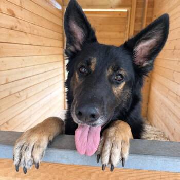 Chase -  German Shepherd Dog Dog for Adoption in Austin, Texas - Chase | PetCurious
