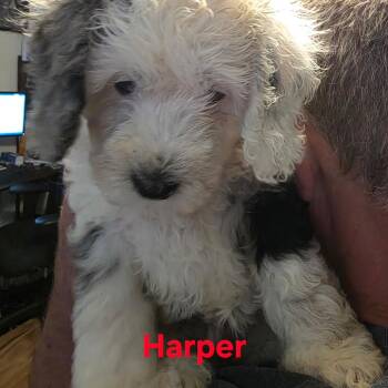 Harper -  Mixed Breed Dog for Adoption in Bismarck, North Dakota - Harper | PetCurious