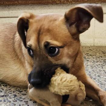 Rescue Mixed Breed Dogs for Adoption in Burbank, California - Sweet | PetCurious