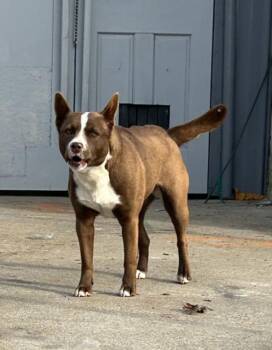 Pit Bull Terrier and Mixed Breed Dogs Available for Adoption - ZELDA | PetCurious