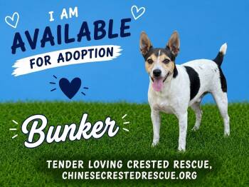 Bunker -  Terrier Dog for Adoption in Houston, Texas - Bunker | PetCurious