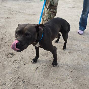 American Staffordshire Terrier Dogs Available for Adoption - Maisy | PetCurious