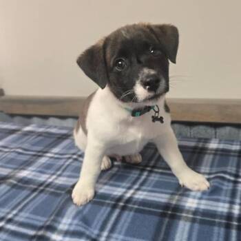 Cain -  Jack Russell Terrier Dog for Adoption in Martinsburg, West Virginia - Cain | PetCurious