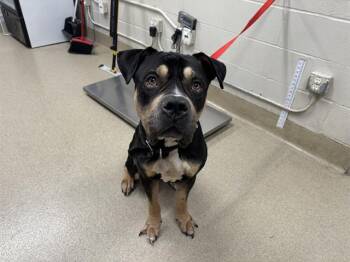 Rescue Mastiff and Mixed Breed Dogs for Adoption in Grand Prairie, Texas - SAMSON | PetCurious