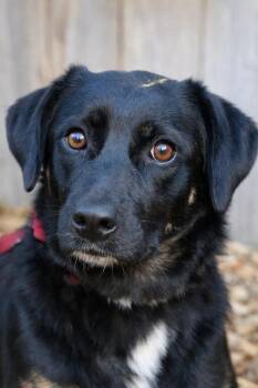 Flat Coated Retriever and Border Collie Dogs Available for Adoption - Parfait | PetCurious