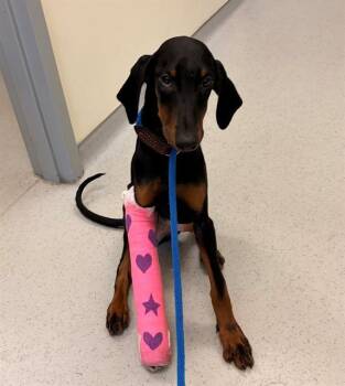 JUBILEE -  Doberman Pinscher and Mixed Breed Dog for Adoption in Leesburg, Virginia - JUBILEE | PetCurious