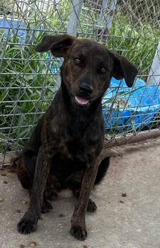 Rescue Mixed Breed Dogs for Adoption in Bruce, Mississippi - Luke | PetCurious