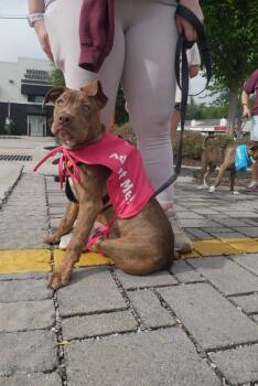 Pit Bull Terrier Dogs Available for Adoption in Nashville, Tennessee - Dilly (F) | PetCurious