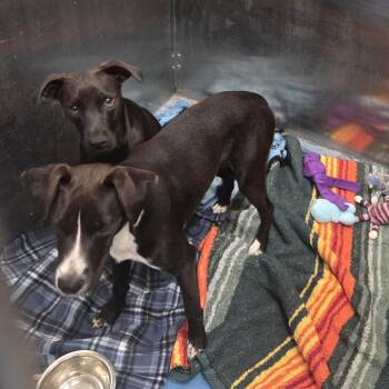 Grizzy -  Mixed Breed Dog for Adoption in Pagosa Springs, Colorado - Grizzy | PetCurious
