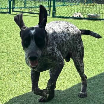 Shorty 8600 -  English Cocker Spaniel Dog for Adoption in Loxahatchee Groves, Florida - Shorty 8600 | PetCurious