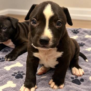 Stevie Licks -  American Bulldog and Catahoula Leopard Dog Dog for Adoption in Cartersville, Georgia - Stevie Licks | PetCurious