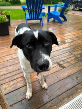 Pongo -  Labrador Retriever and Border Collie Dog for Adoption in Cambridge, Ontario - Pongo | PetCurious