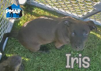 Iris -  Pit Bull Terrier Dog for Adoption in Binghamton, New York - Iris | PetCurious