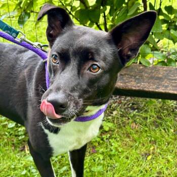 Bonnett -  Mixed Breed Dog for Adoption in New York, New York - Bonnett | PetCurious