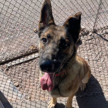 Rescue German Shepherd Dog Dogs for Adoption in New Ringgold, Pennsylvania - Ronda | PetCurious