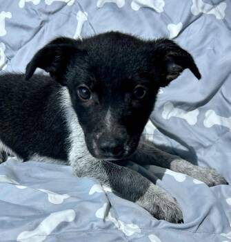 Mezzo -  Australian Cattle Dog Blue Heeler Dog for Adoption in Cottonwood, Arizona - Mezzo | PetCurious