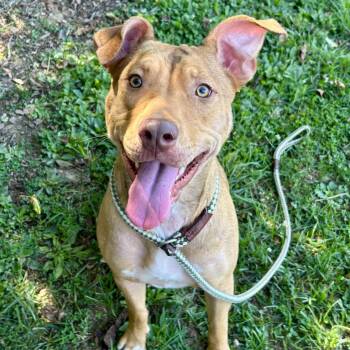 Rescue Mixed Breed Dogs for Adoption in Myerstown, Pennsylvania - Izabel | PetCurious