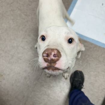 Rescue Pit Bull Terrier Dogs for Adoption in Parrish, Alabama - Coolio | PetCurious