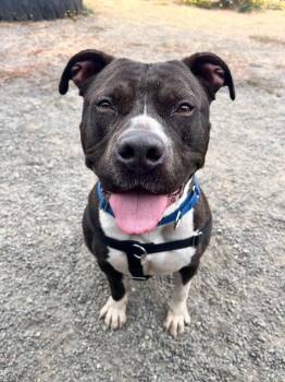 Lincoln -  Pit Bull Terrier Dog for Adoption in St. Helens, Oregon - Lincoln | PetCurious