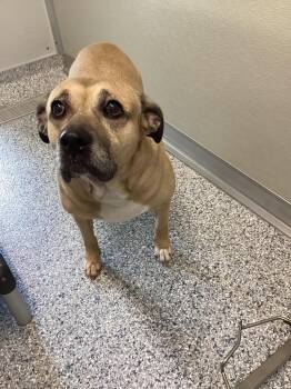 Danny -  Terrier Dog for Adoption in Athens, Tennessee - Danny | PetCurious