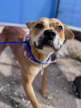 Pit Bull Terrier and Mixed Breed Dogs Available for Adoption - Sour Pickle (Underdog) | PetCurious