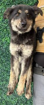 German Shepherd Dog and Mixed Breed Dogs Available for Adoption - 60236508 | PetCurious
