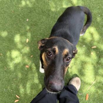 Shepherd and Mixed Breed Dogs Available for Adoption in Lakeland, Florida - Lemon | PetCurious