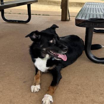 Aussiedoodle and Australian Shepherd Dogs Available for Adoption in Tuscaloosa, Alabama - Oliver | PetCurious