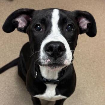 Mr. Peech -  Black Labrador Retriever and Mixed Breed Dog for Adoption in Hinesville, Georgia - Mr. Peech | PetCurious