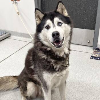 Zion -  Husky Dog for Adoption in Franklin, Tennessee - Zion | PetCurious